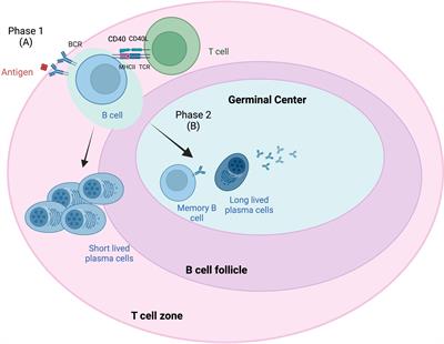 B-cell response in solid organ transplantation